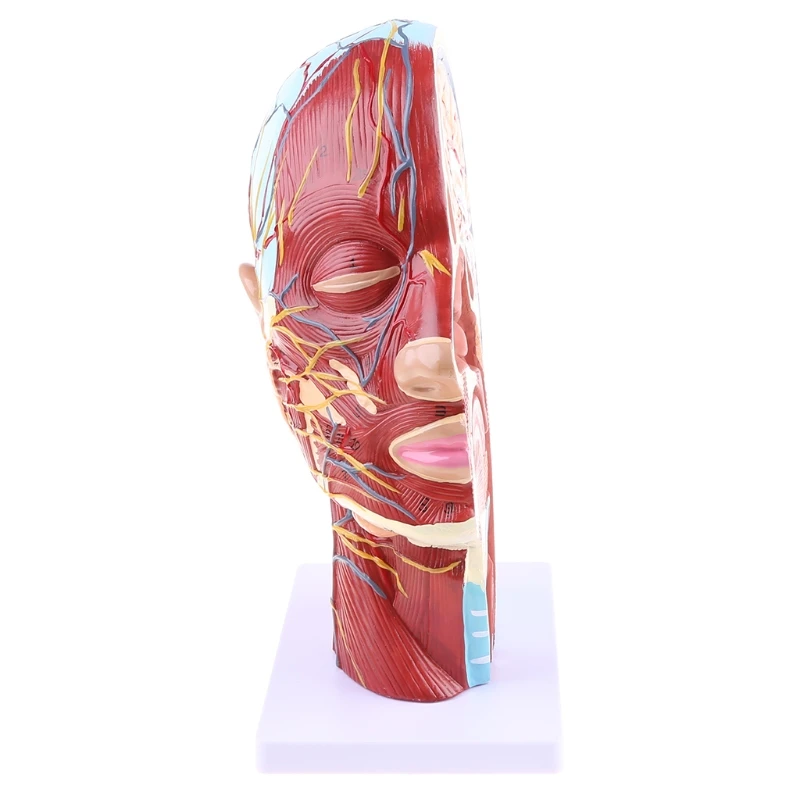 Анатомическая половинчатая голова человека анатомия лица медицинский головной