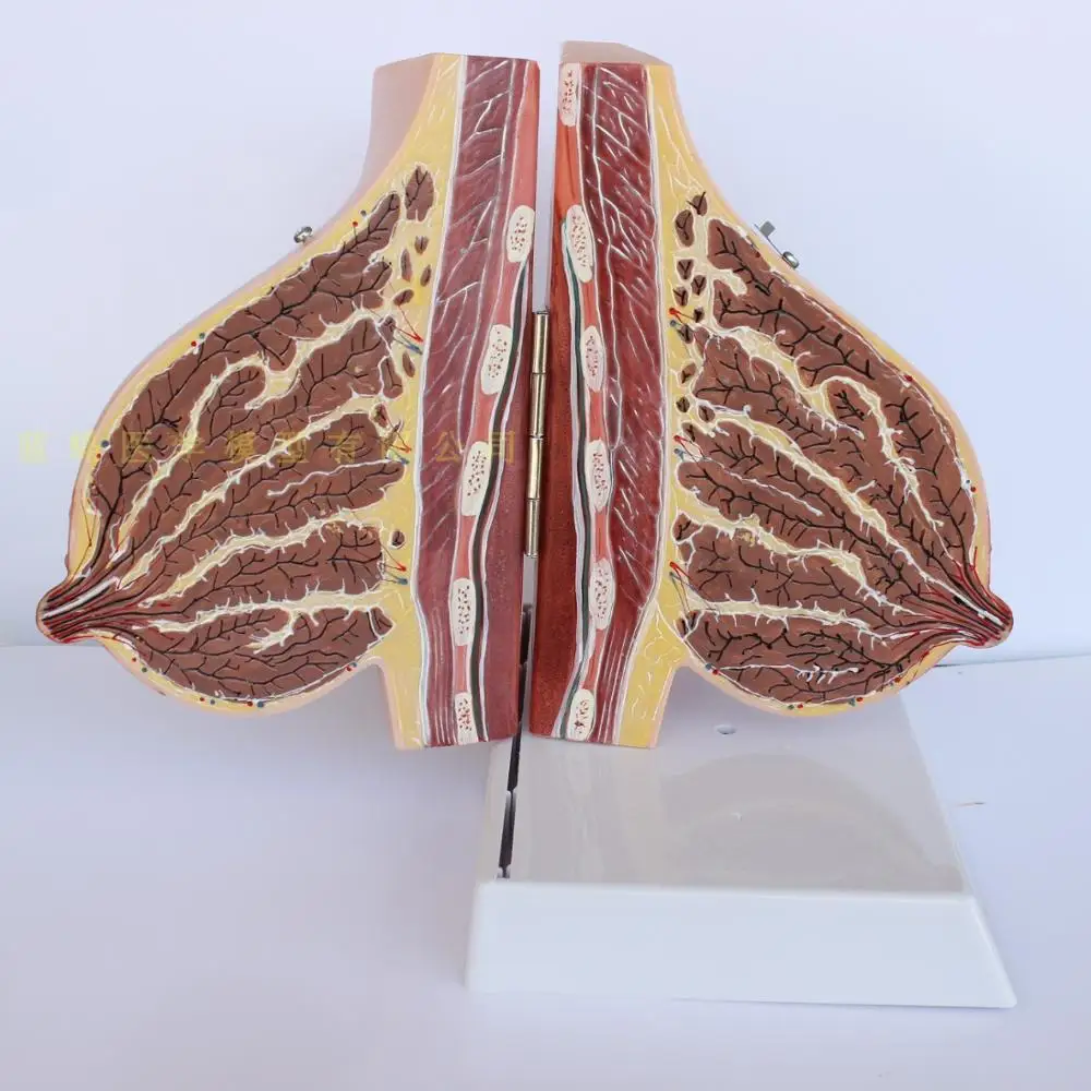Breast disease Anatomy model Human Body Model ill/normal /lactation period free shipping | Medical Science