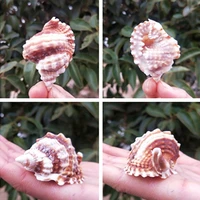 natural conch shell flat mandarin wing snail specimen tank specimen gift landscaping imported collection rare fish decorati q2d6