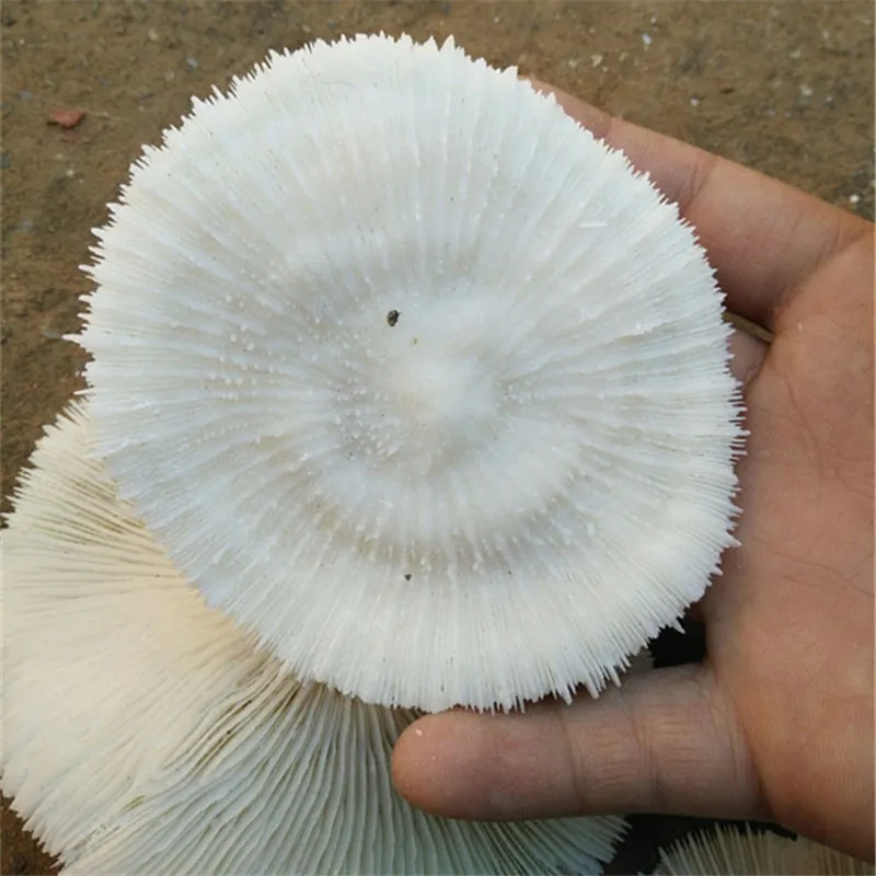 Новые Редкие натуральные грибы коралловые красивые аквариумные украшения для