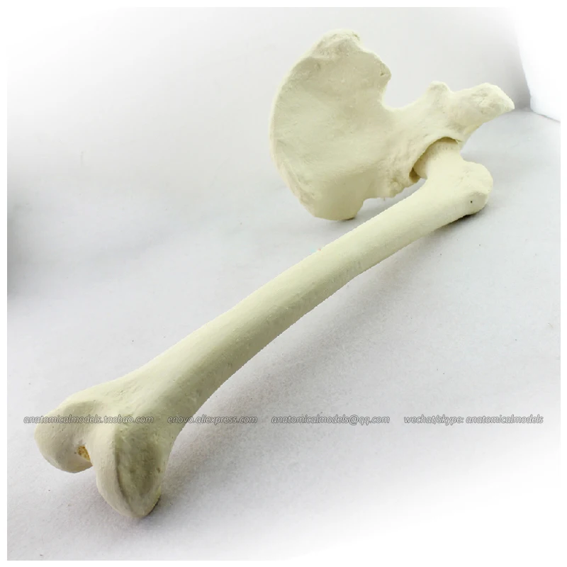 12314 / Simulated bone Hip+Tibia Medical Orthopaedic Operative Training Model | Канцтовары для офиса и дома