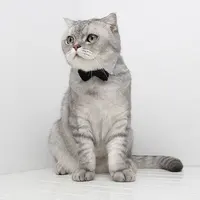 Бабочка для кота#3