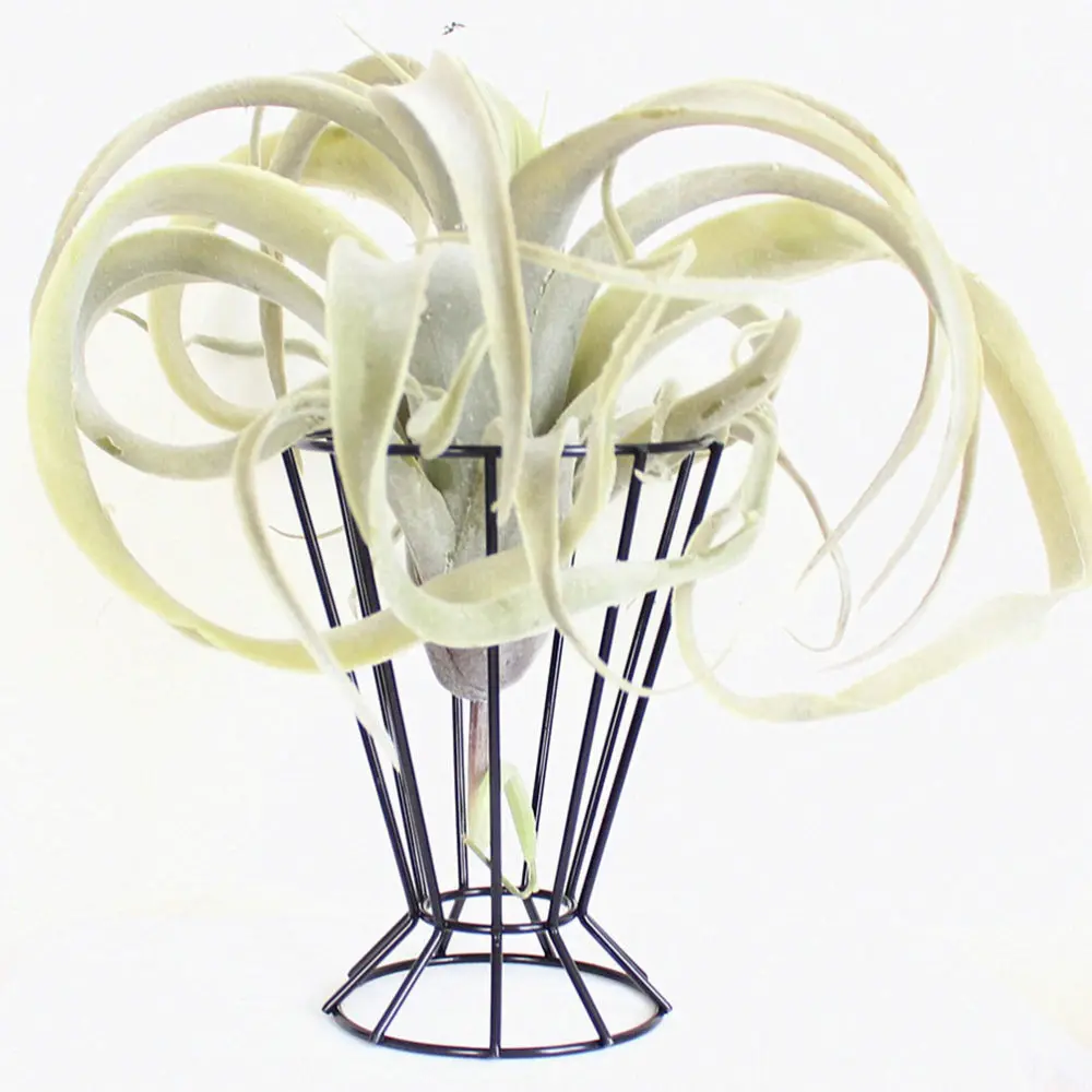 

2Pcs Simple Air Plant Holder Stylish Office Plant Rack Flower Arrangement Stand