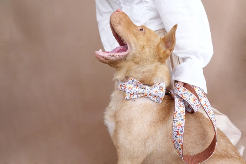 

Personalized Golden Design Dog Collar Traction Suit, Free ID Engraving, Stylish Thick Velvet Handmade For Dog Collar Necklace