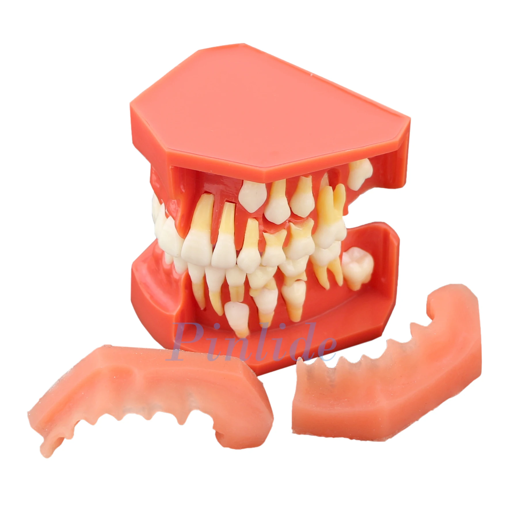 

Dental Model Deciduous Teeth Permanent Tooth Alternate Demonstration Study Teach Model M4006