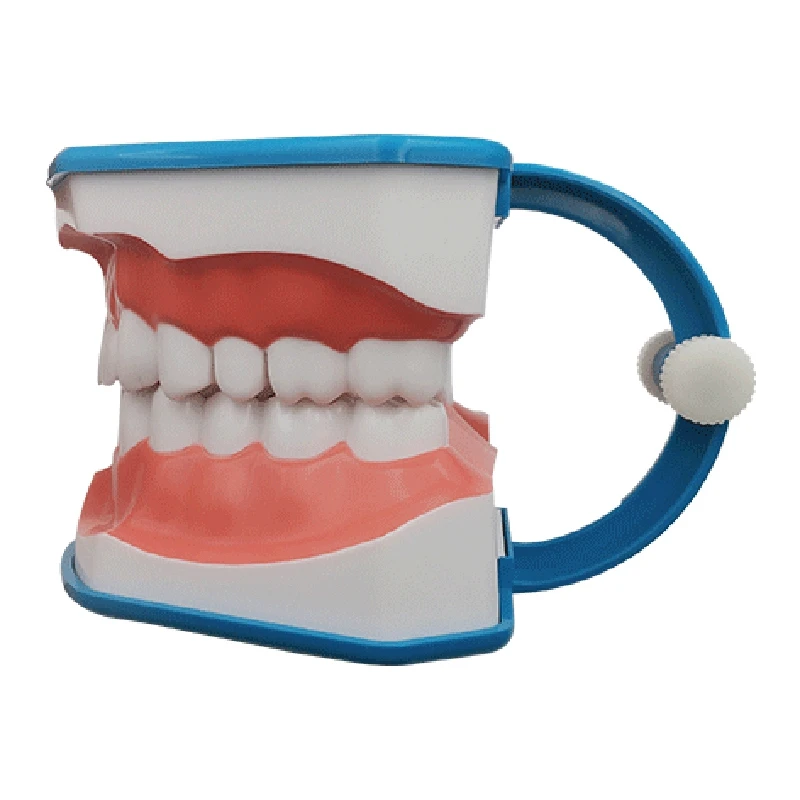 1 шт. модель для чистки зубов с языком и челюстью | Красота здоровье