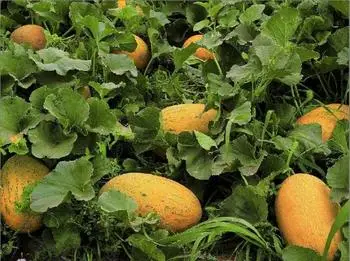 Большая промакция! Сладкий Дыня Сад бонсай фрукты гигантская Фамильные