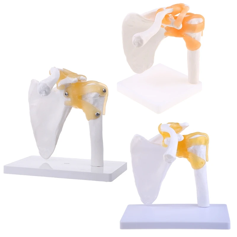 

2021 New Functional Anatomical Life Size Human Anatomy Skeleton Shoulder Joint Bone Muscle Model For Teaching Study Tool
