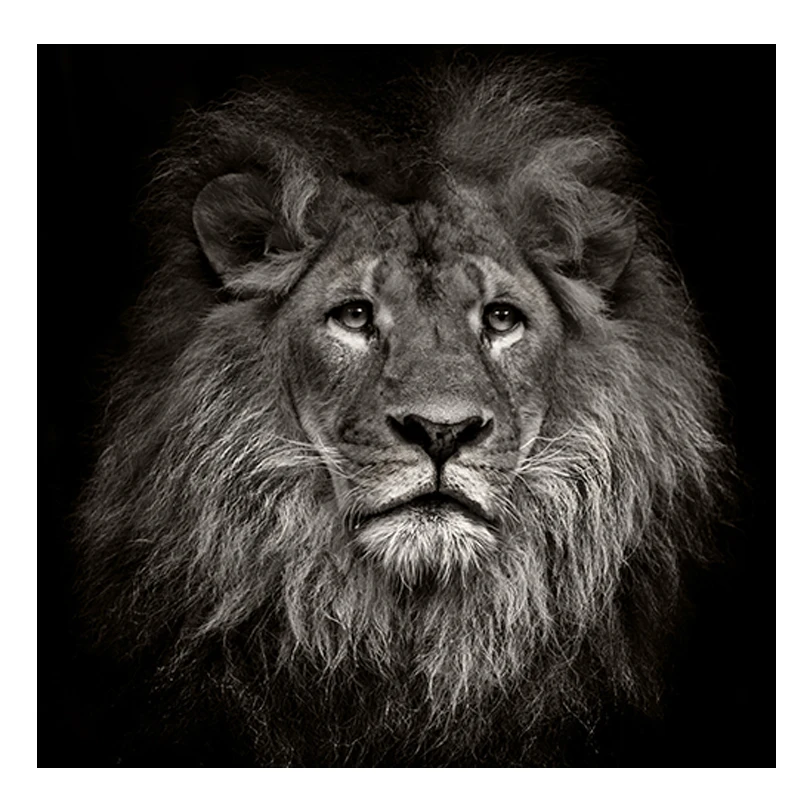 

Black & White Lion Animal Picture Canvas Painting Decor Painting Oil Painting Poster Modern Wall Art Picture in Livingroom Home