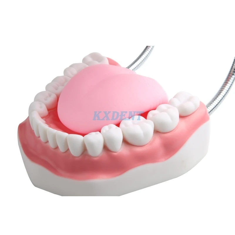 1 шт. зубная модель для взрослых 6 раз