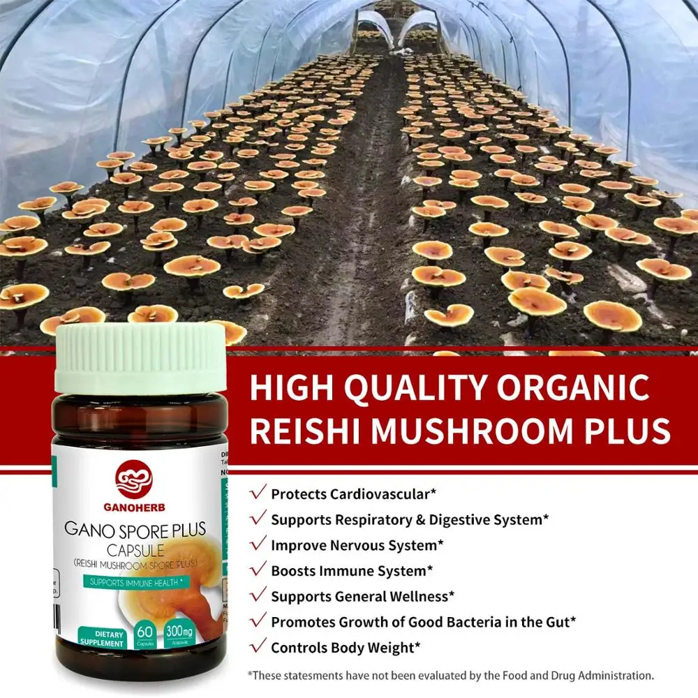 

GANOHERB 5 Boxes Free Deliver Organic Ganoderma Lucidum Capsules Containing Spore Powder Extract Vegetarian Non-gmo Capsules