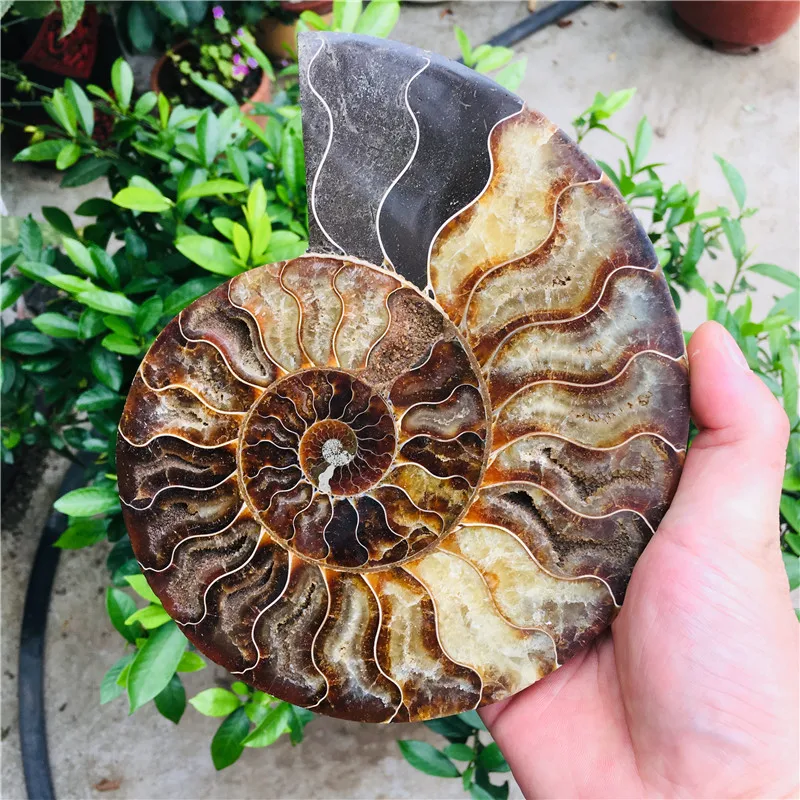 Натуральный аммоний довольно NAUTILUS MADAGASCAR FOSSIL с лечебным действием образцы