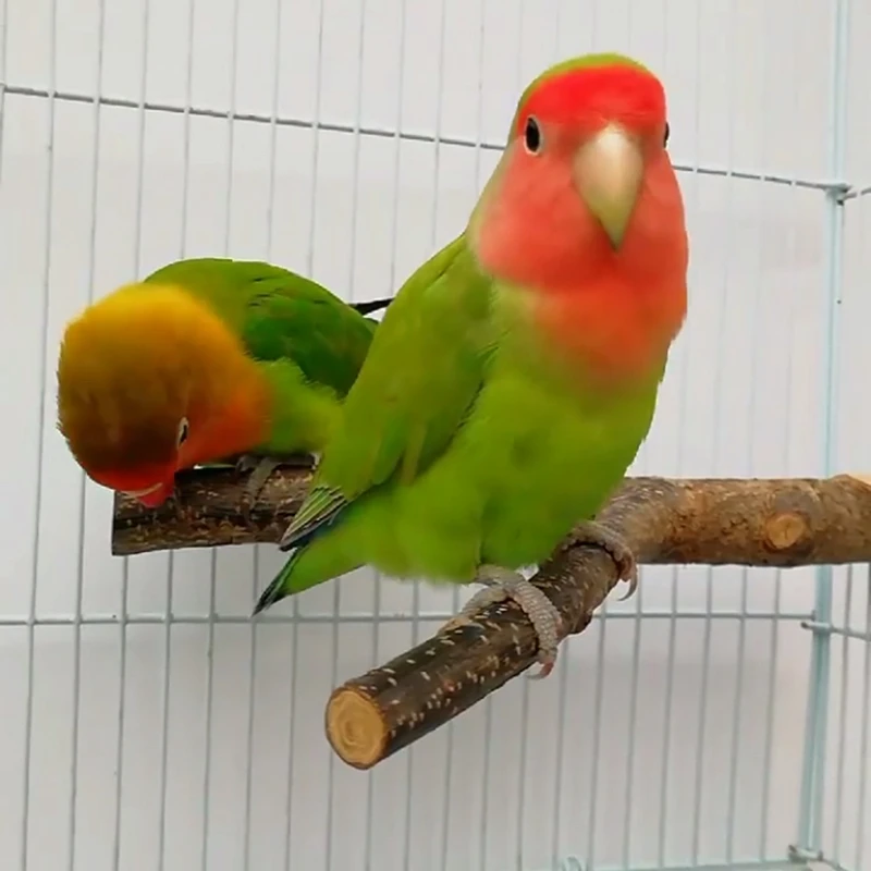 Клетка для птиц использование яблока деревянные стоячие ветки перчи попугай