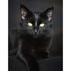 Картина из квадратных круглых страз черная кошка 5D 