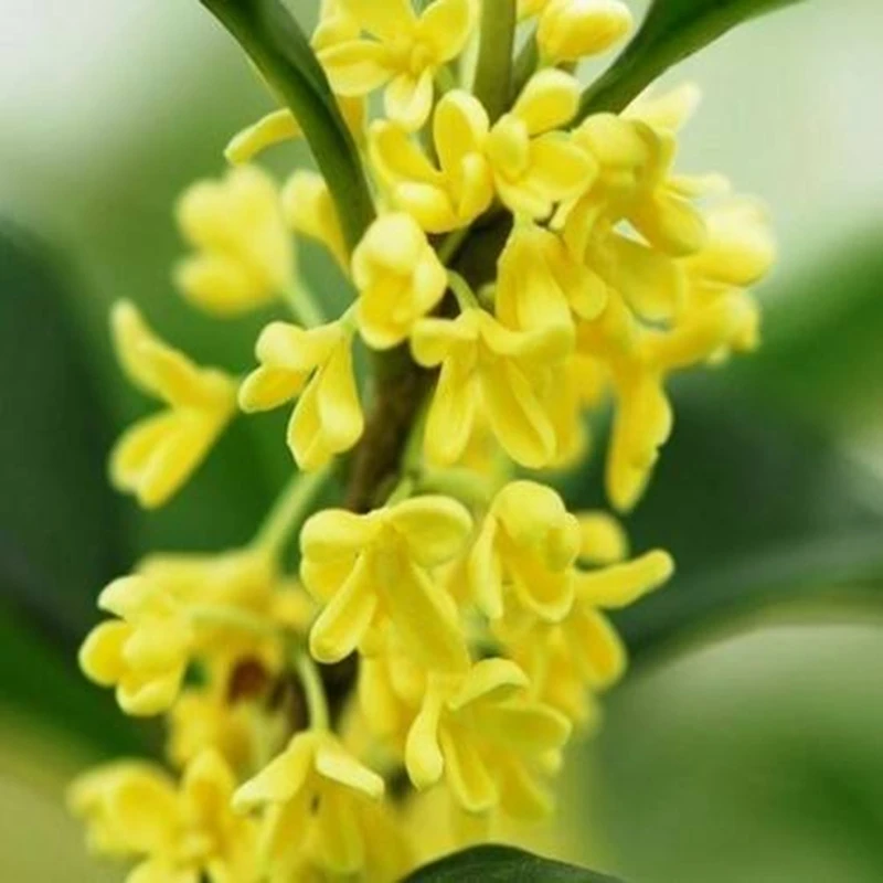 Натуральное и здоровое эфирное масло Лавра 10 мл стимулирует рост волос удаляет