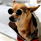 Модная одежда для собак с надписью, французский бульдог, дизайнерская одежда для щенка, костюм для питомца LU801