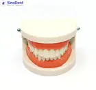 Пластиковая модель зуба для обучения стоматологии, 1 шт.