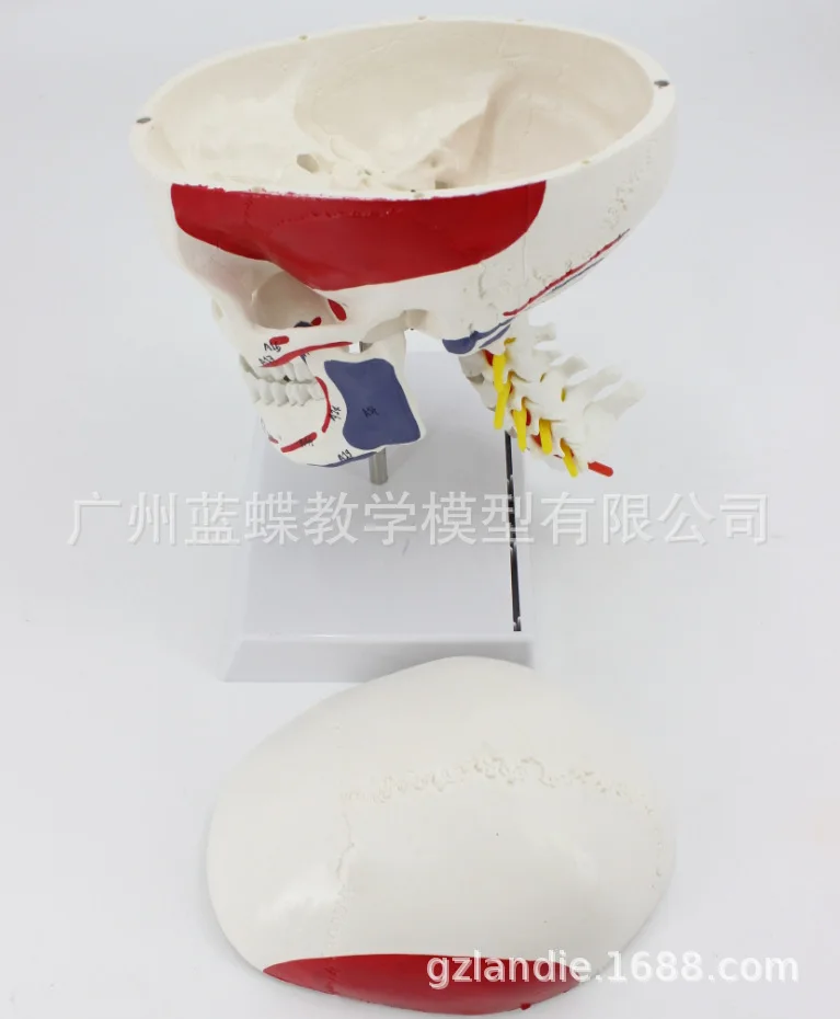 Анатомия человека анатомическая модель скелета череп с цветными костями номер