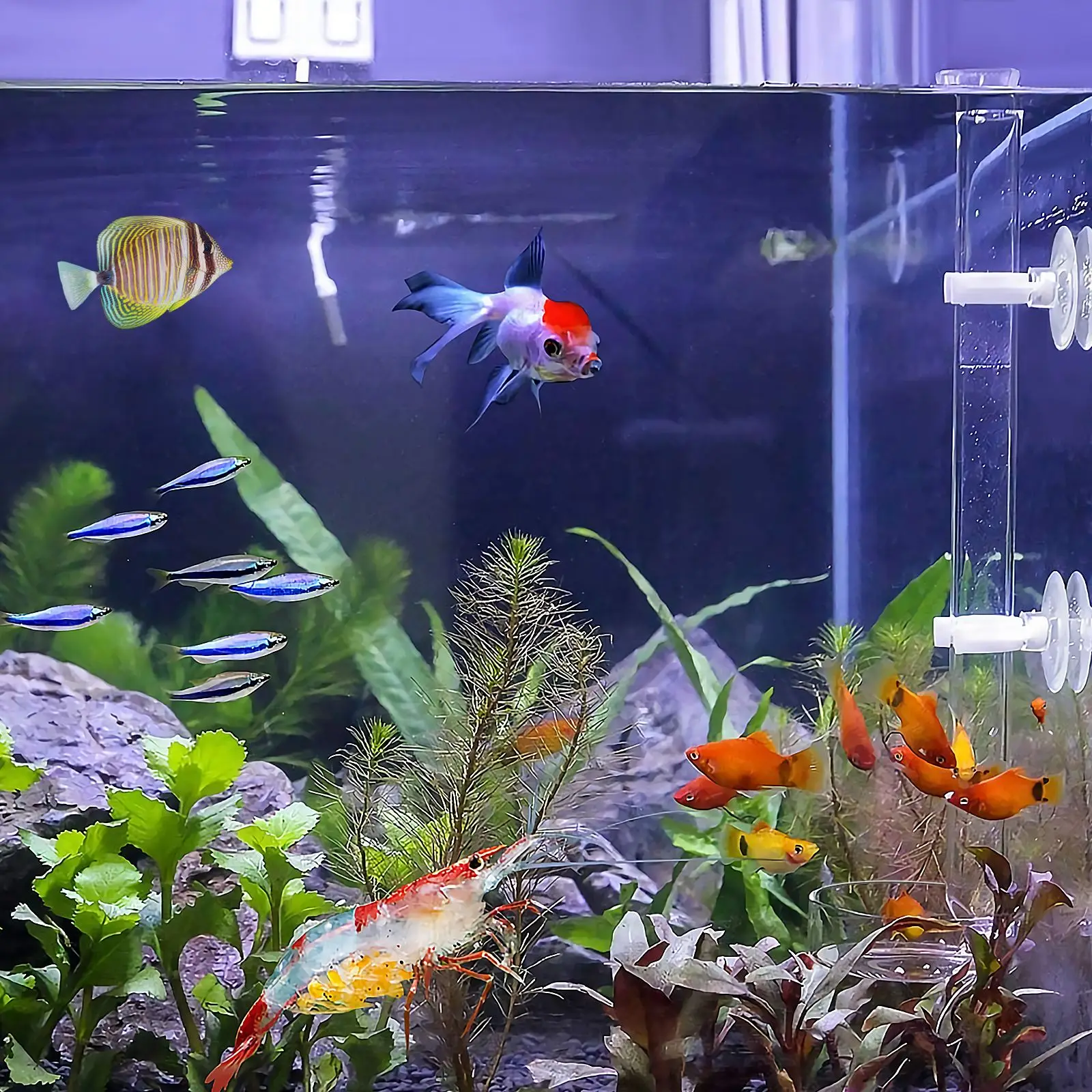1pc Fish Shrimp Feeder Tube and Plate Acrylic Clear Feeding Aquarium Tank for Crystal | Дом и сад