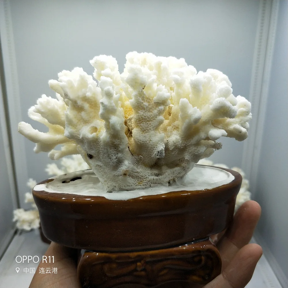 Натуральный Коралл дерево коралловые аквариумные озеленение украшения для домашней обстановки дома или свадебное украшение