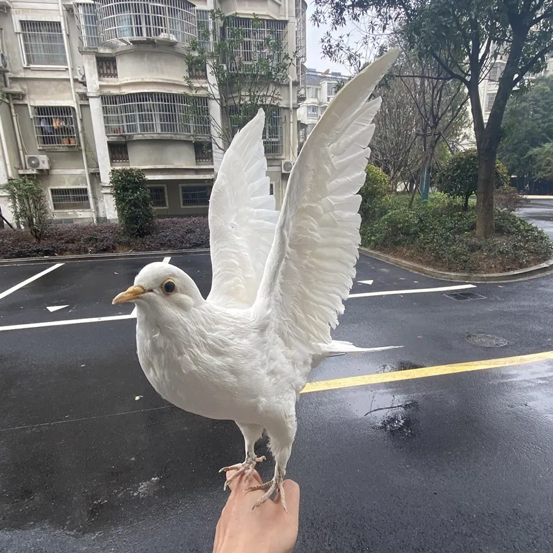 1 шт. настоящий таксидермия Евразийский белый голубь колонна обучающий образец/украшение