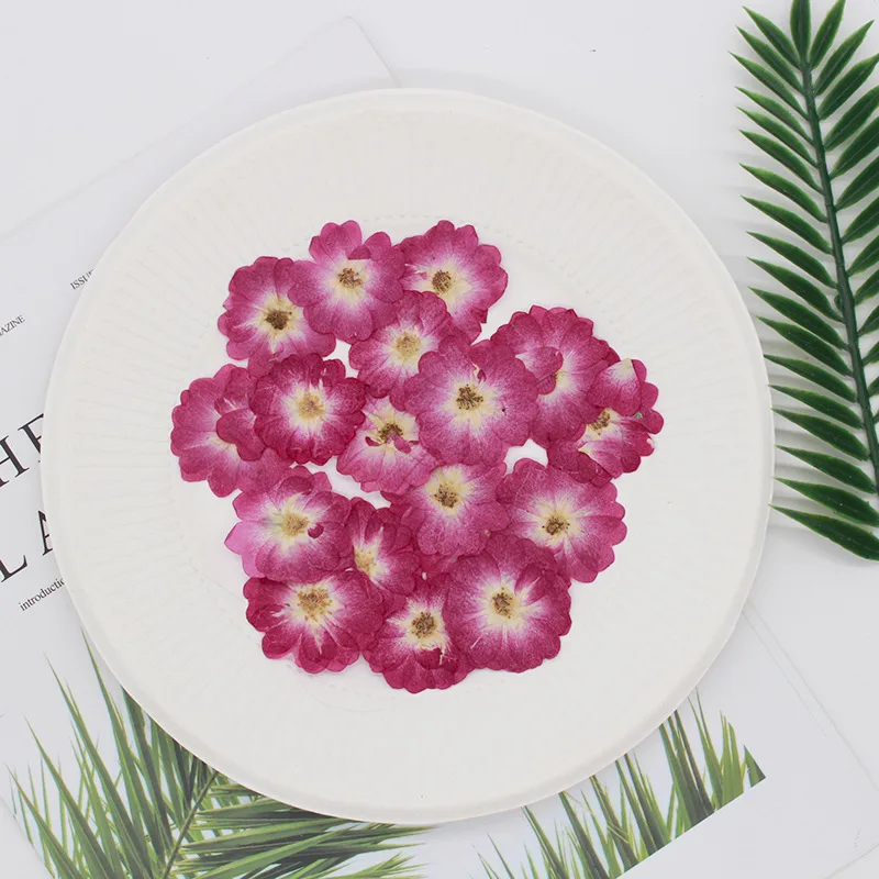 60 шт. прессованный высушенный китайская роза цветок растения гербарий для