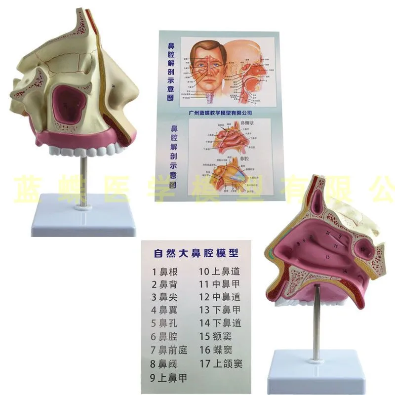 Анатомическая полость носа человека анатомия горла Обучение Образование