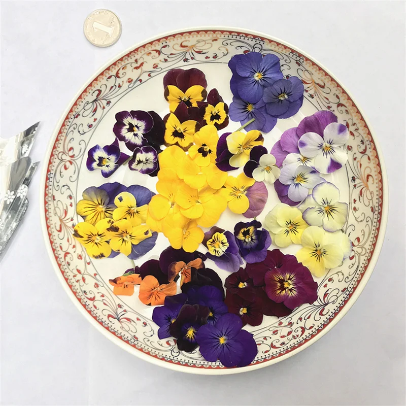 

Natural Pampas Pansy Real Dried Flowers Natural Plants Herbarium for DIY Craft Shoot Jewelry Postcard Phone Case Making Decor