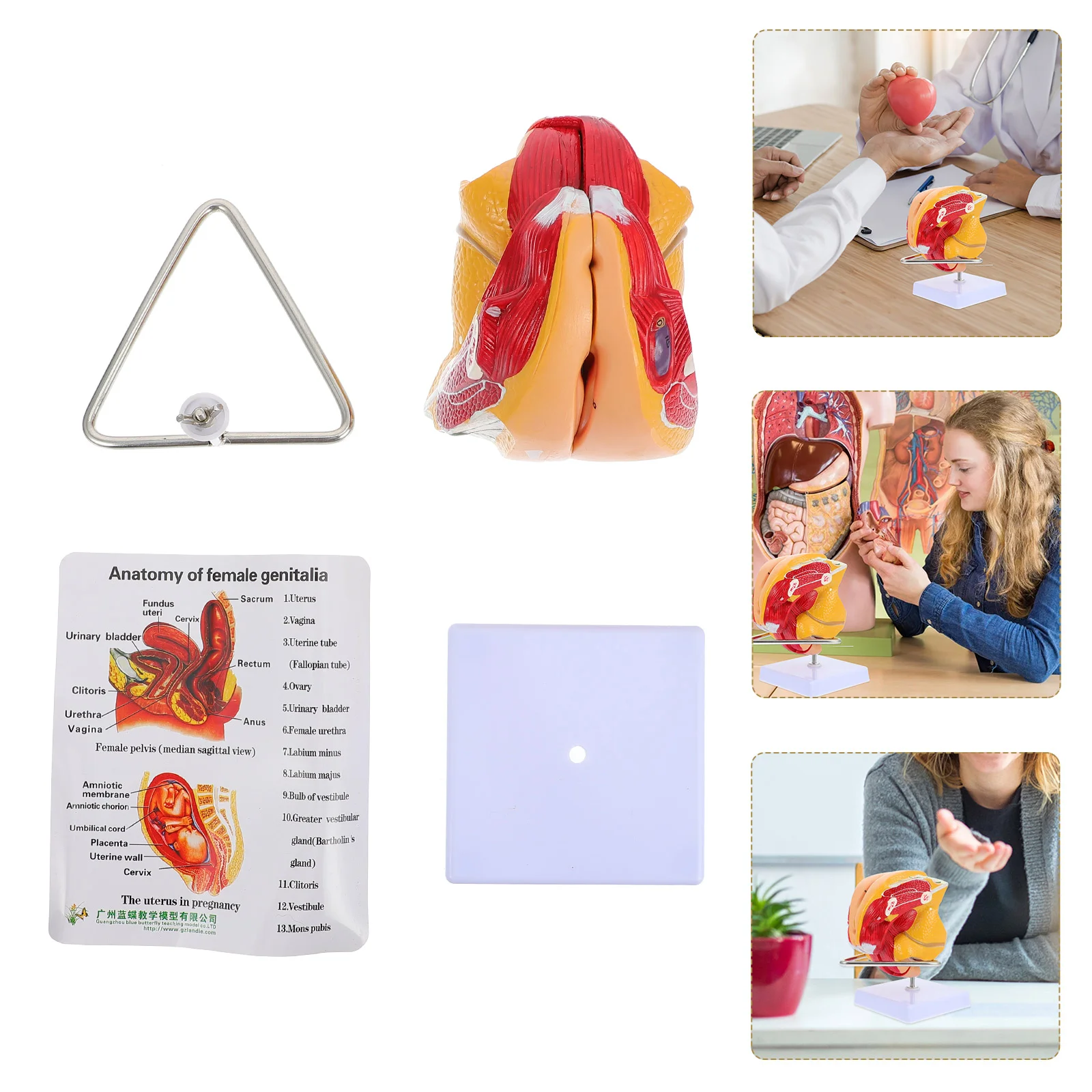 

Модель генитальной структуры Женская матка генитальная система анатомическая модель