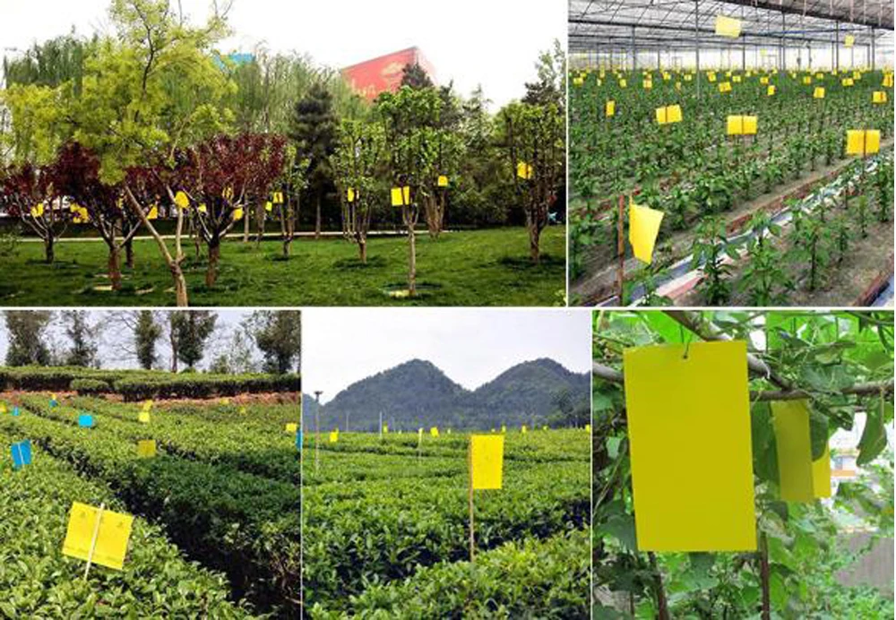 

40pcs Garden Agriculture Supplies Square Insect Stickers Flie Traps Bugs Glue Fruit Fly Pest Control Dual Sided Sticky Traps