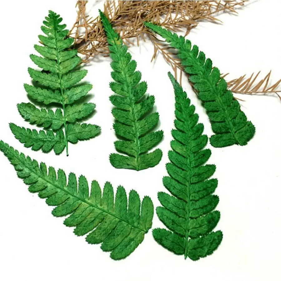 

60pcs Pressed Dried Green Polystichum Flowers Plants Herbarium For Jewelry iPhone Phone Case Photo Frame Bookmark Candle DIY