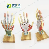 assembed 7 parts human hand anatomical model with main vessels and nerves for teaching demonstration