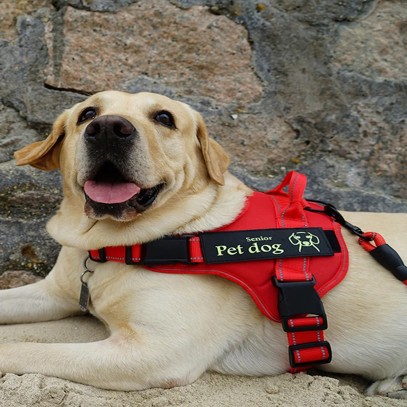 Защита грудной клетки для домашних животных и пояс на спине взрывобезопасный