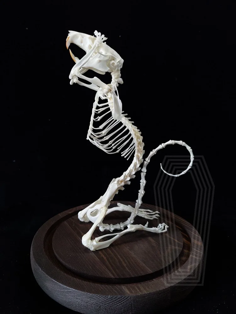 

1Pcs complete animal Rat skeleton specimen Ornaments, collectibles
