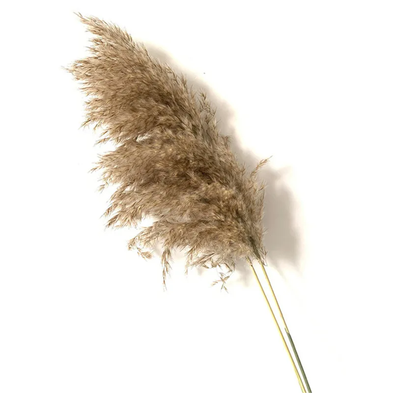 

Dried pampas grass decor plants light color natural phragmites wedding flowers bunch natural dried flowers with Plastic vase