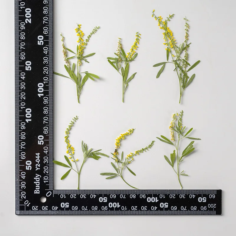 

120pcs Pressed Dried Flower Melilotus officinalis Herbarium Epoxy Resin Jewelry Photo Frame Phone Case Bookmark Making DIY