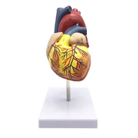 1 1 human heart model anatomically accurate heart model life size skeleton anatomy for science classroom study display