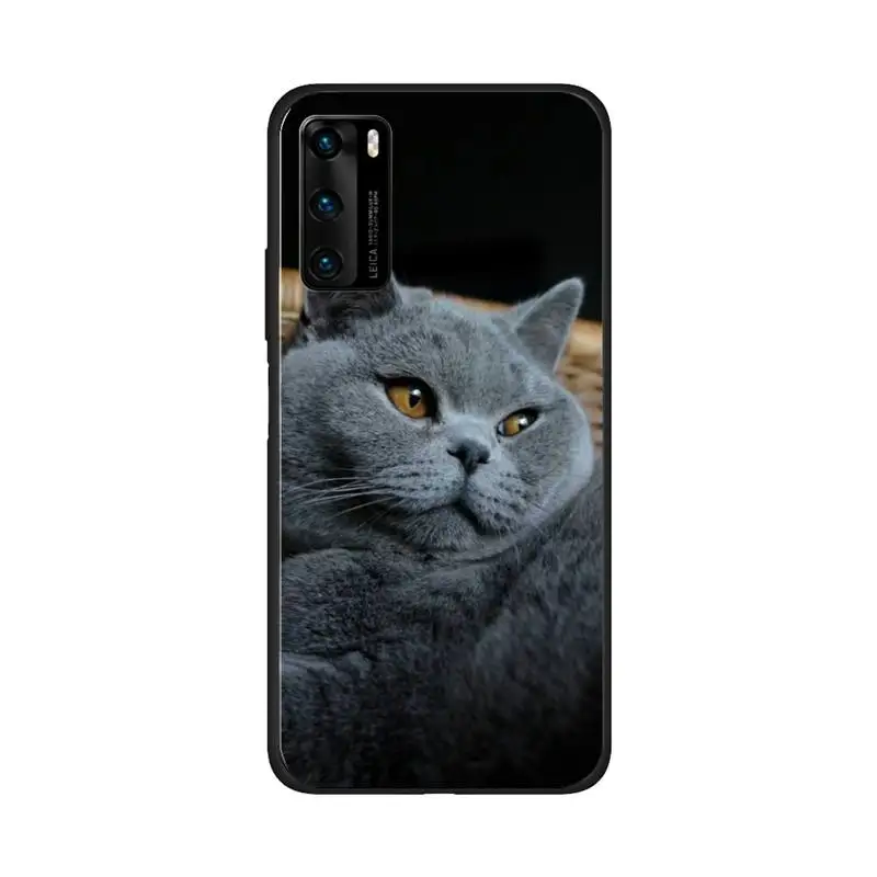 

British Shorthair cat Top Design Phone Case for huawei p40 p30 p20 pro mate 10 20 30 40 pro lite p smart y7 2019 plus case cover
