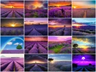 5D алмазная живопись пейзаж земля Лаванда цветы Радуга закат мозаика вышитая Стразы картина украшение для дома подарок