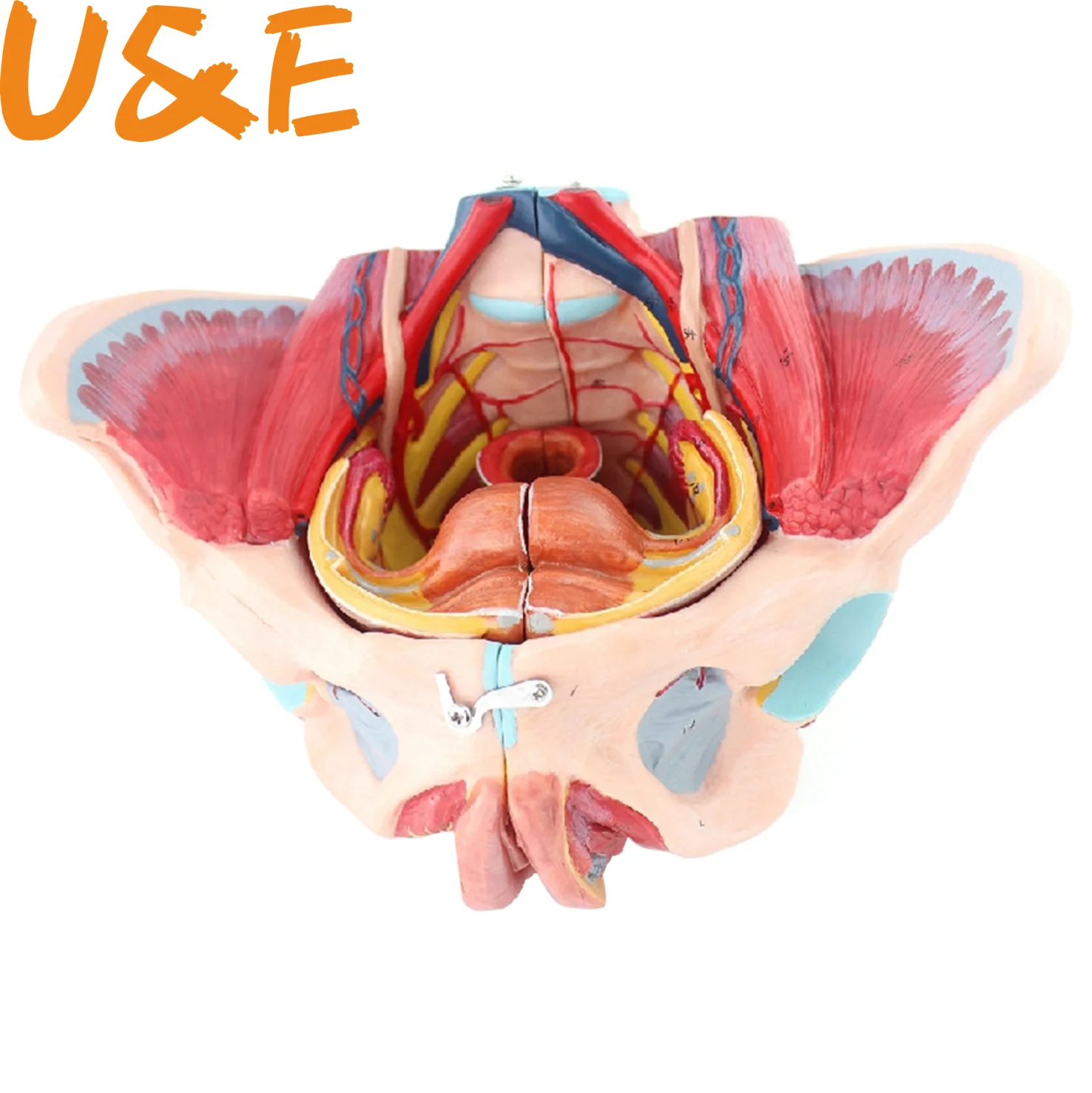 Модель из ПВХ для женского таза с мышцами и нервами тазового дна модель отдела