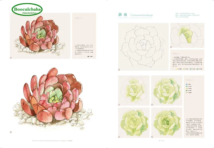 Novice Watercolor technique book :drawing succulent plants Notes of Cute Succulents in | Канцтовары для офиса и дома