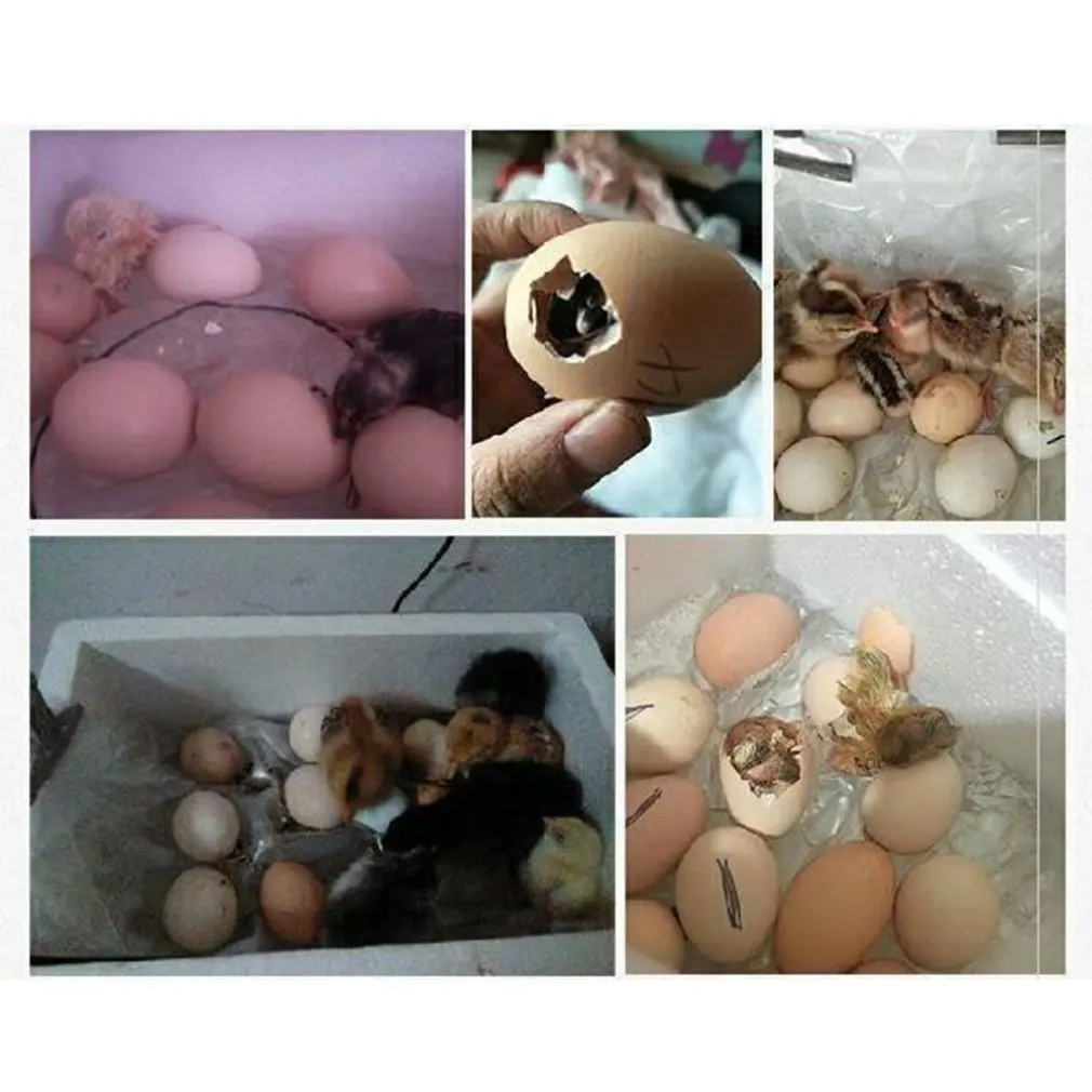 Полностью автоматический небольшой домашний инкубатор для 16 яиц павлина утки