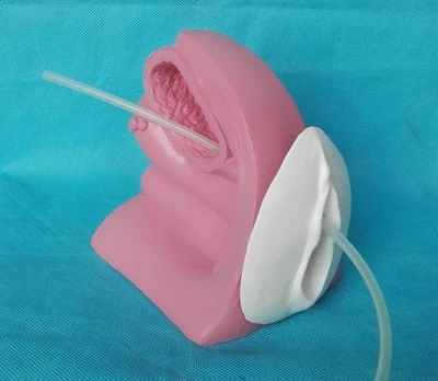 Демонстрационная модель женской катетеризации мочевой системы и проектирования