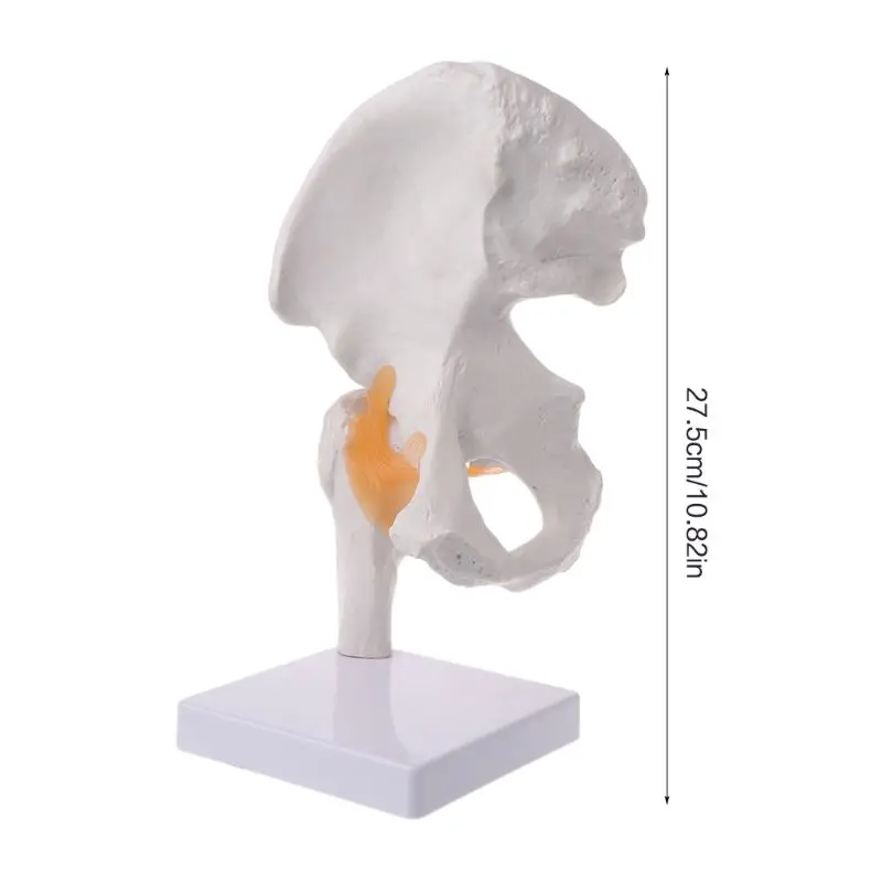 

Life Size Ligament Hip Joint Anatomy Model Skeleton Teaching Tool