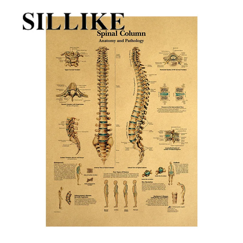 

Human body illustration-spine kraft retro poster classroom decoration painting in museum
