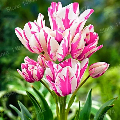 Прозрачный 100pcs Tulip flores White Blue Purple mixed color Flower plantas bonsai flower plante colorful plants for home garden - Цвет: Прозрачный
