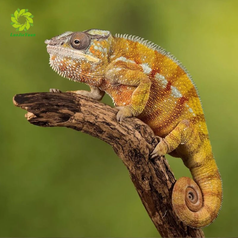 Diy Алмазная картина животное полная круглая вышивка Рукоделие 3d дрель мозаика