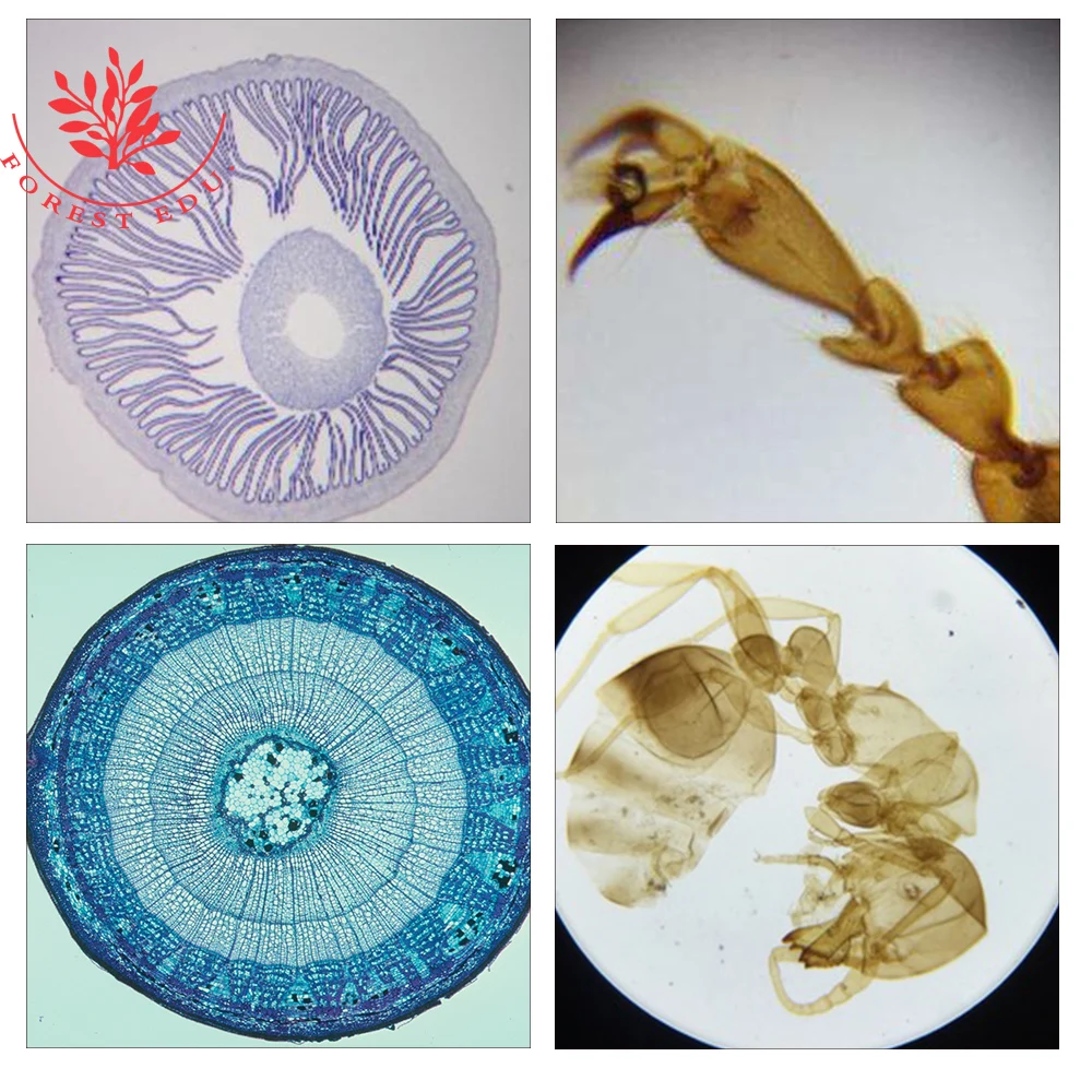 Подготовленные горки для студентов 35 шт. биологический образец искусственные