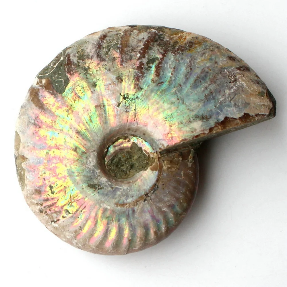 1 шт Immemorial аммония Fossil Shell Красочные shell коллекция минеральных образцов|Камни| |