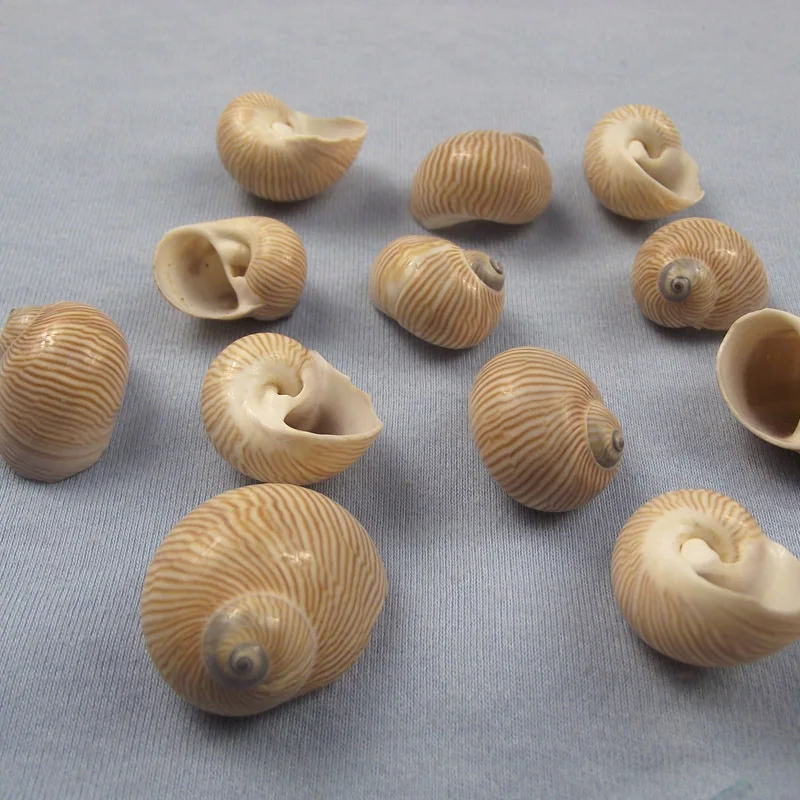 

10PCS Yuluo sea shell fish tank decoration diy wedding wall stickers picture frame collection roll shell fish hermit crab shell